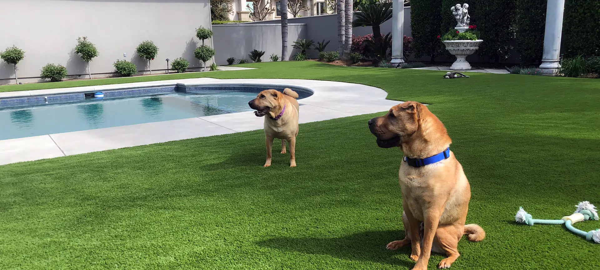 Pet Friendly Artificial Turf Installation in Pearland, TX