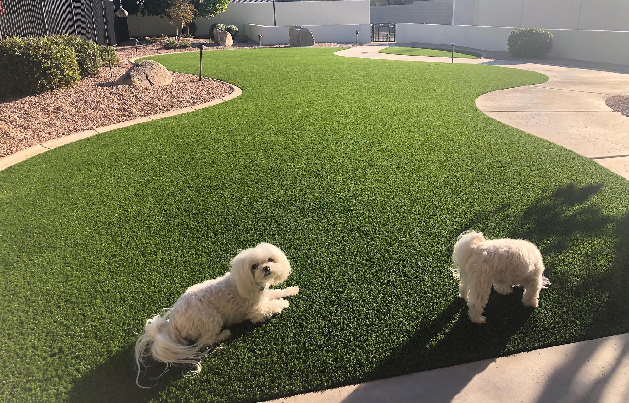 Pet Friendly Artificial Turf Installation in Pearland, TX